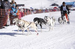 Lenk 2013